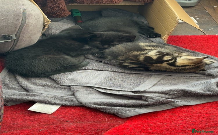 Mixed Breed cats - Advert 3