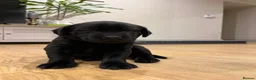 Labrador Retriever dogs for sale: Lovely black lab puppy  - Advert 17