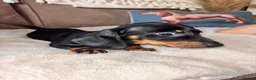 Miniature Dachshund dogs for sale: 🐾 KC-Registered Puppies – 2 Puppies Remaining 🐾 in Luton - Advert 7