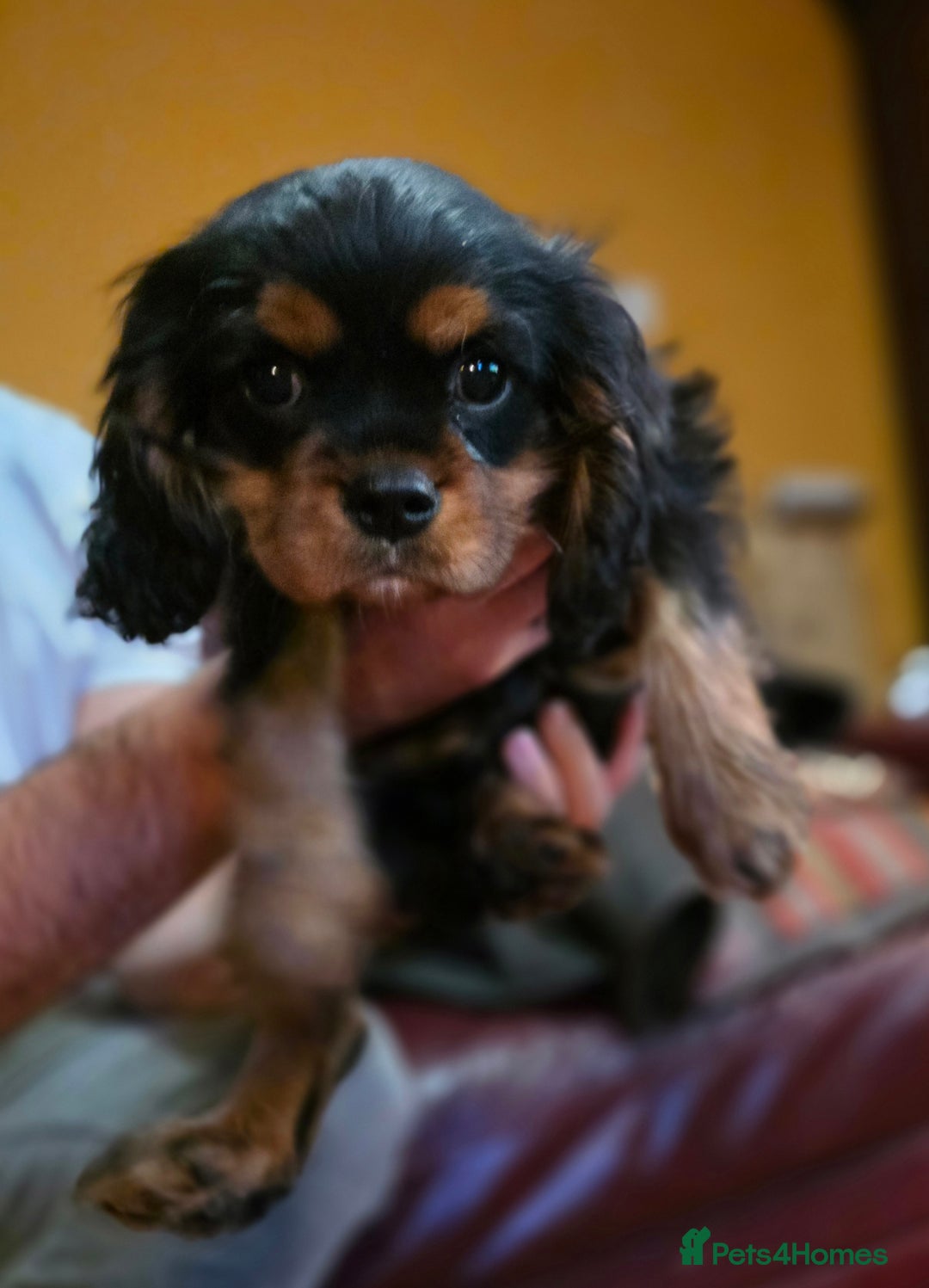 Cavalier King Charles Spaniel dogs for sale: KC Registered Cavalier King Charles Spaniels - Advert 16