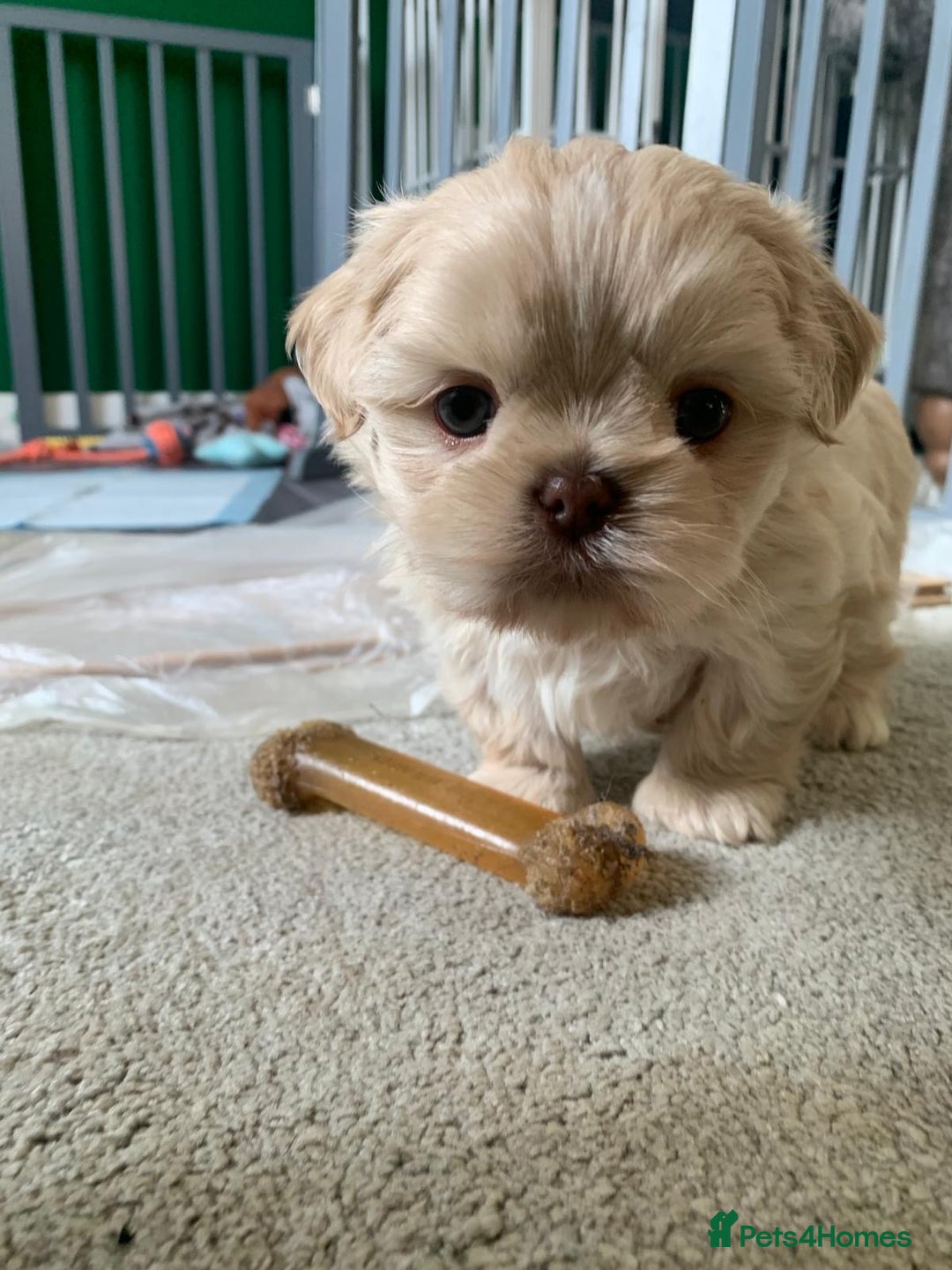 Shih Tzus Shih Tzu Cross Border Terrier Norfolk Terrier Shih Tzu