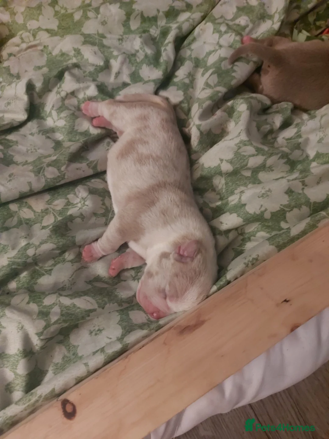 American Bully dogs for sale: Pocket bully puppies - Advert 2