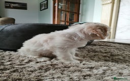 Cavachon dogs for sale: Cavachon Puppies - Image 23