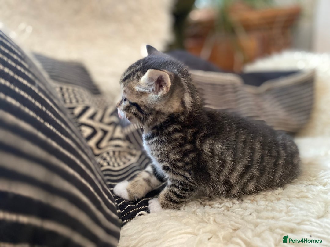 Mixed Breed cats for sale: Four beautiful little kittens - Image 27