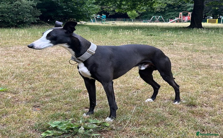 Whippet dogs - Advert 1