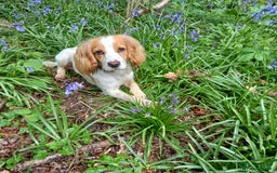 Cocker Spaniel dogs for stud: Health tested cocker spaniel for stud in Dorchester - Image 2