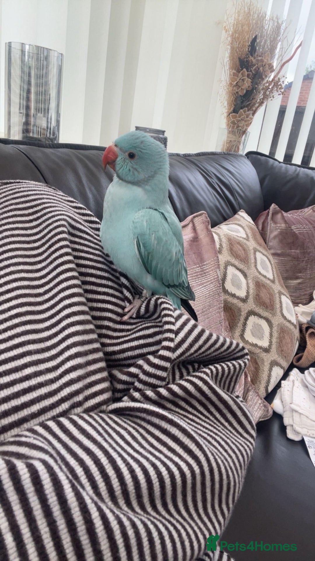 Ringnecks birds for sale: Beautiful fluffy blue Indian ring neck 5month old - Advert 5