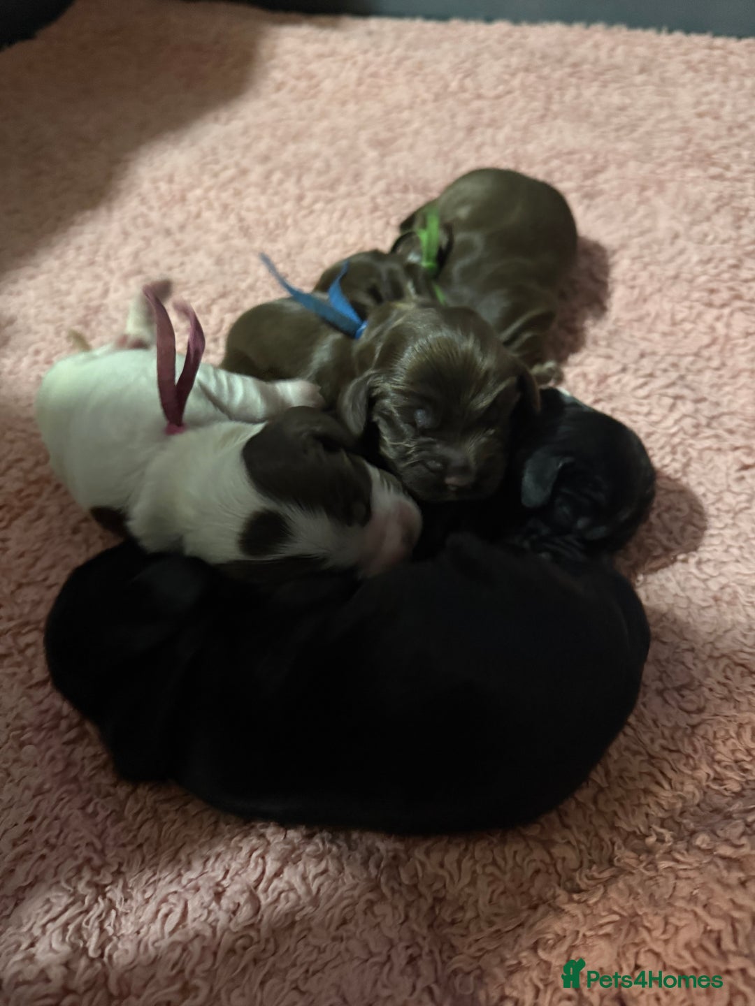 Cocker Spaniel dogs for sale: Show type cocker spaniel pups  - Advert 19