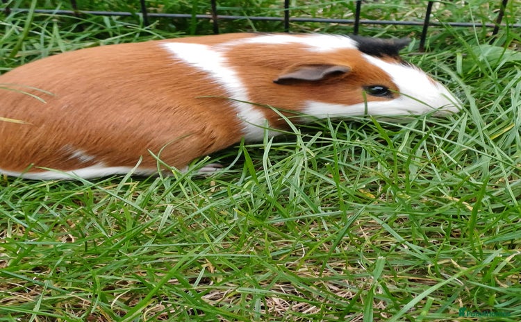 Guinea Pig rodents - Advert 5