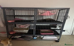Ferret rodents for sale: Lovely jill couple (PRICE INCLUDES CAGE & ACC.) - Image 3
