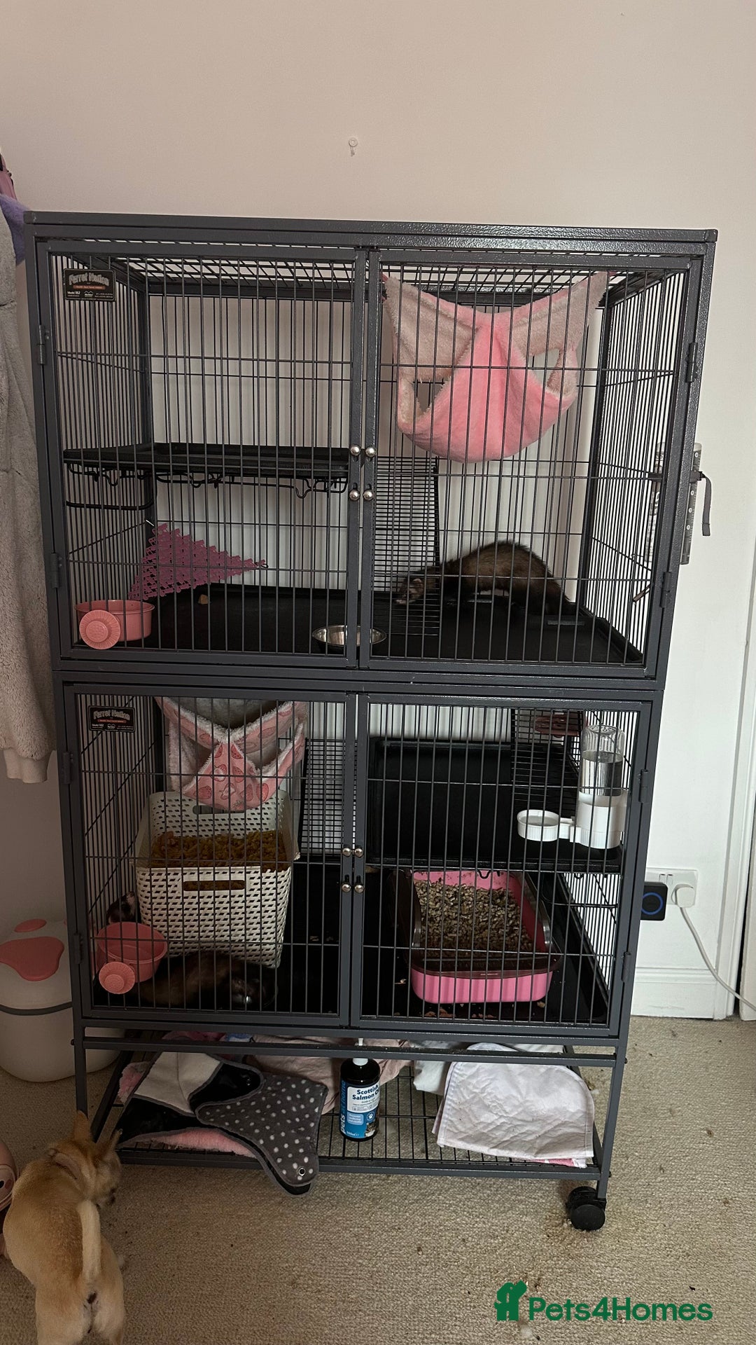 Ferret rodents for sale: Lovely jill couple (PRICE INCLUDES CAGE & ACC.) - Image 3