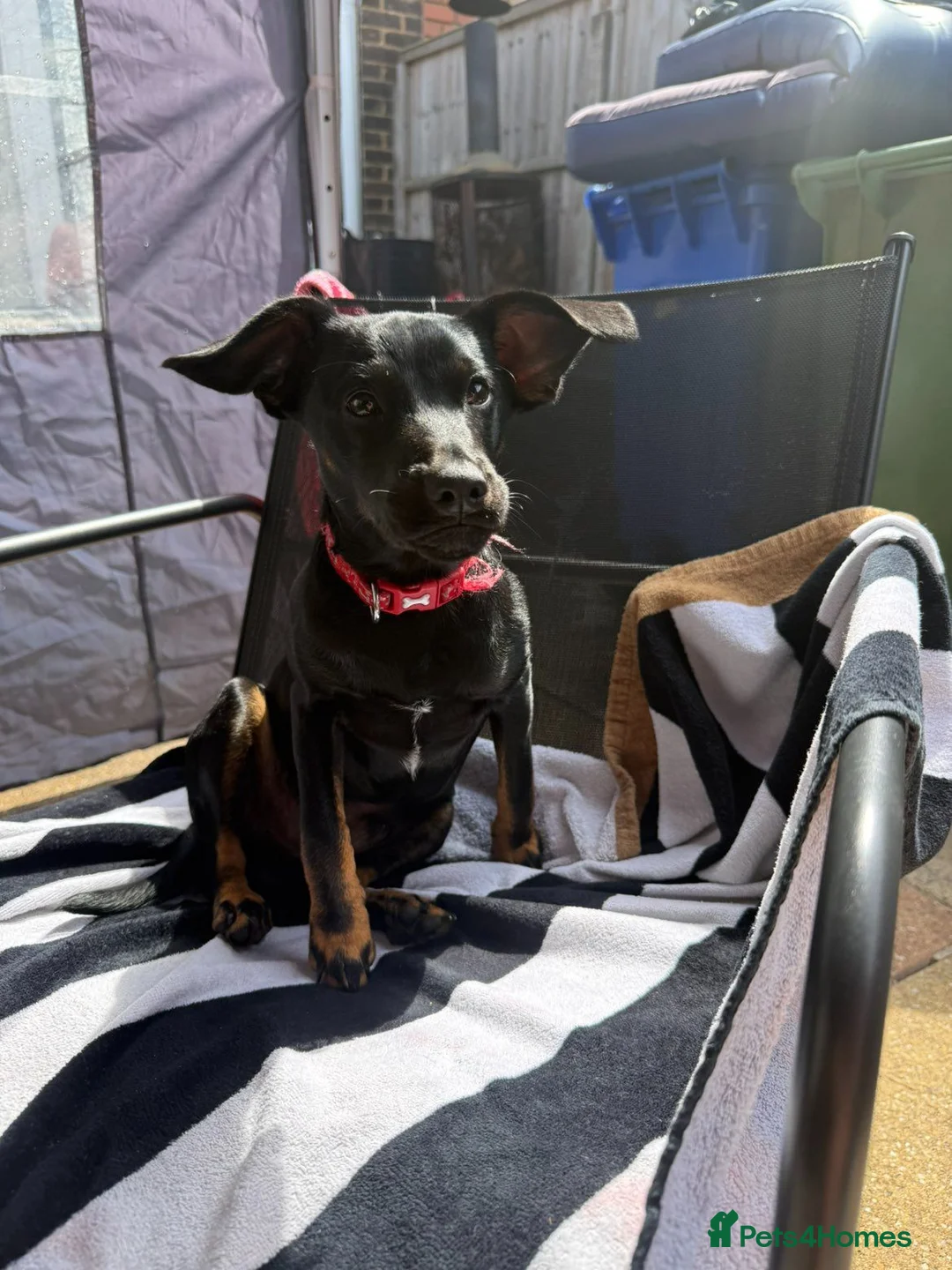 Jack Russell dogs for sale: Toby is 6 months old so loving  in Farnborough - Advert 2
