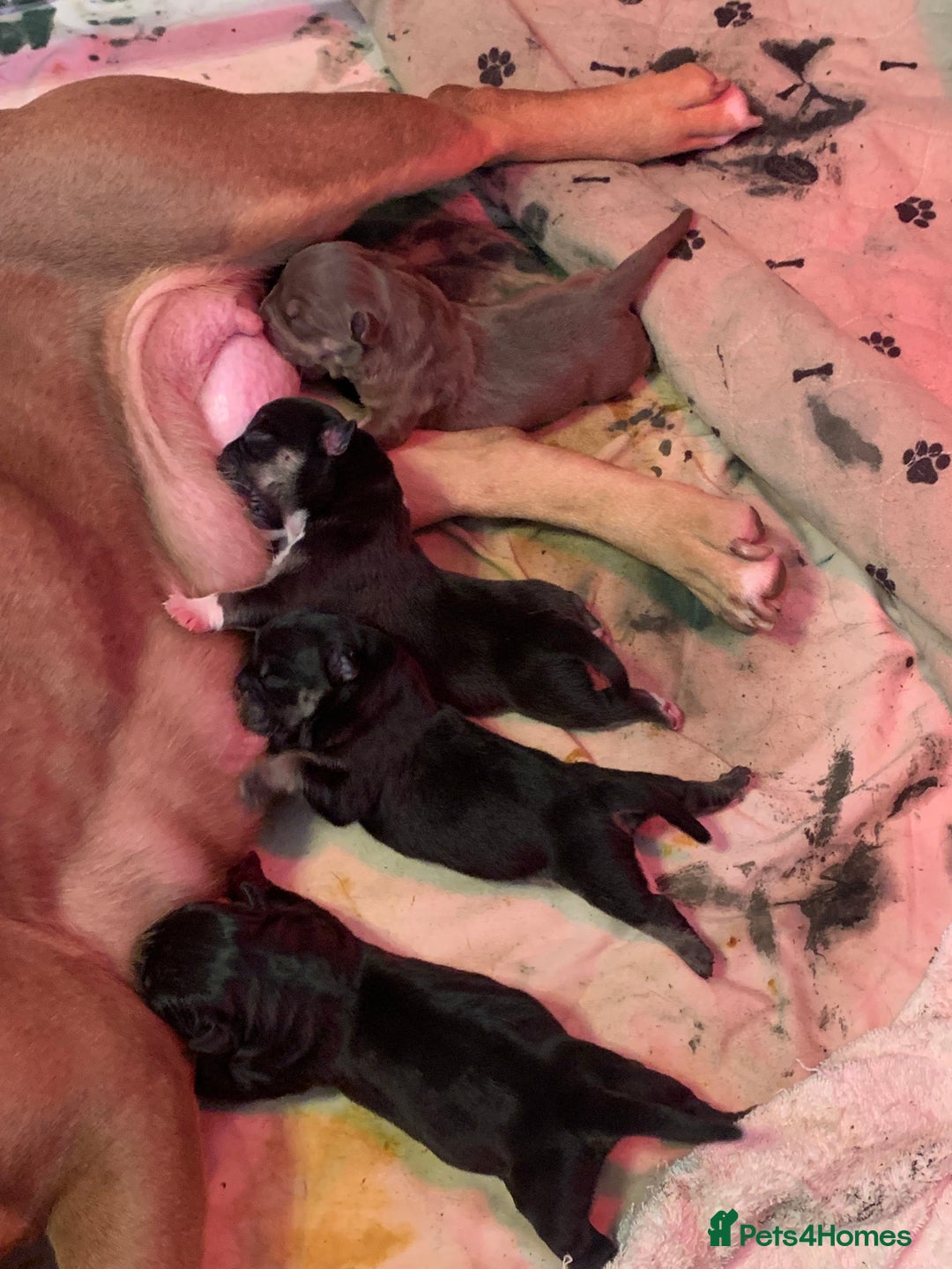 American Bully dogs for sale: MICRO/EXOTIC PUPS - Image 5