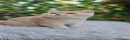 British Shorthair cats for sale: 💖😻 GCCF 🍬 Ready Now 🏡✨️ - Advert 7