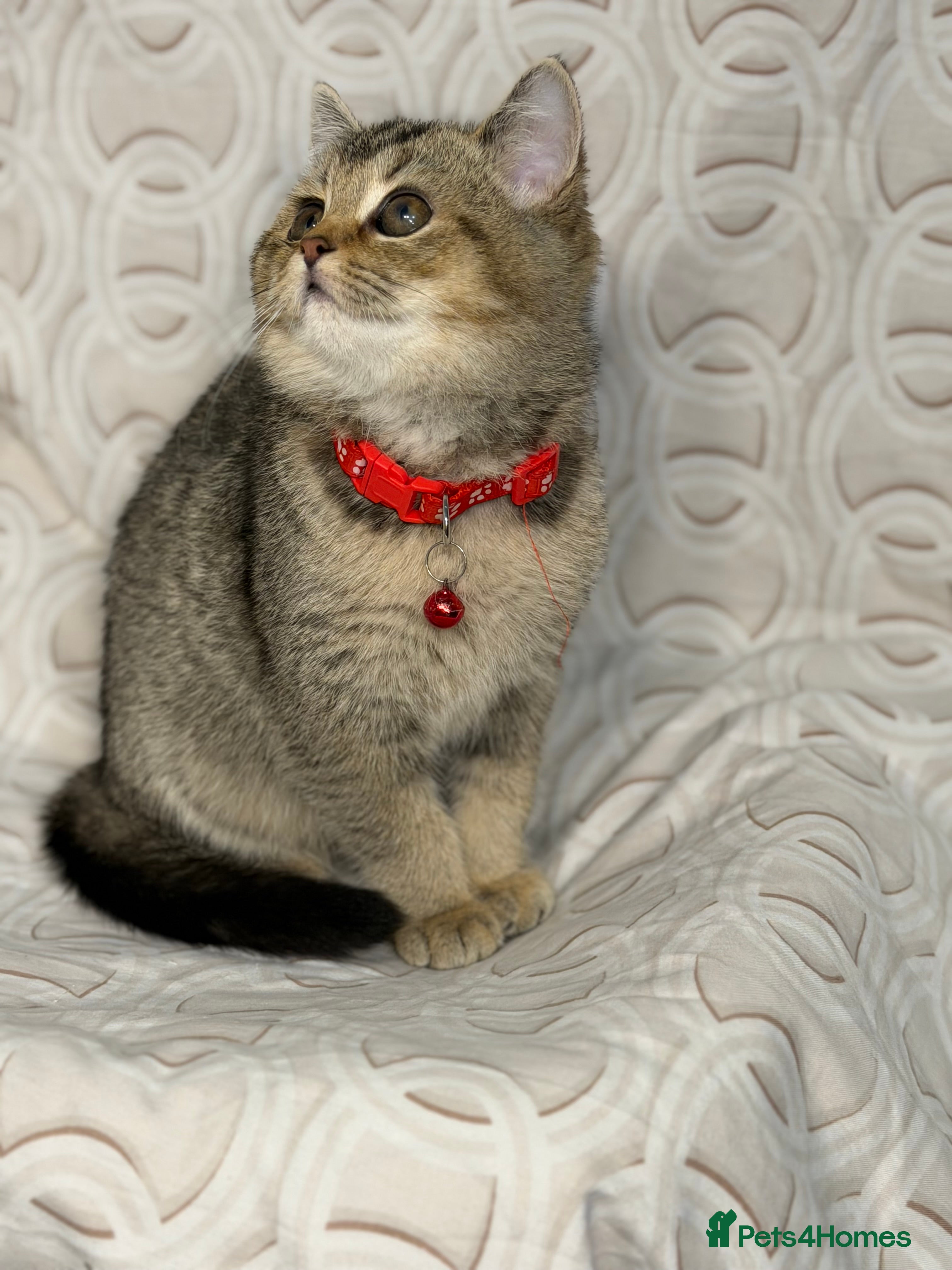 British Shorthair cats British shorthair Golden kittens TICA - Advert 4