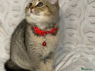 British Shorthair cats British shorthair Golden kittens TICA - Advert 4