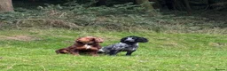 Cocker Spaniel dogs for stud: Cocker Spaniel Stud. Chocolate & Tan . Blue Roan - Advert 2