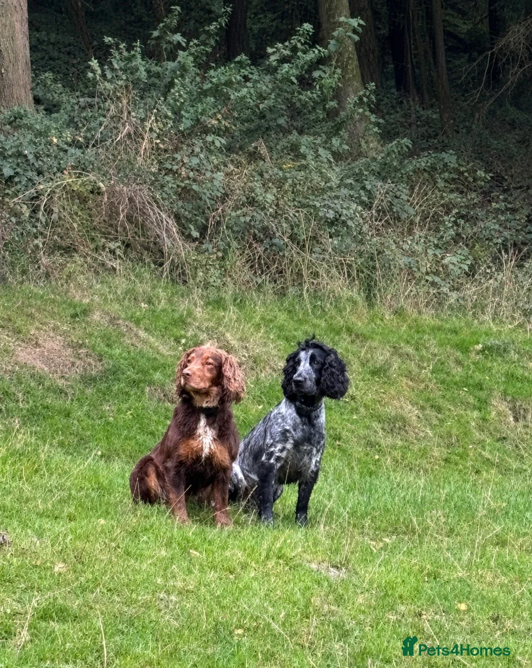Cocker Spaniel dogs for stud: Cocker Spaniel Stud. Chocolate & Tan . Blue Roan - Advert 2