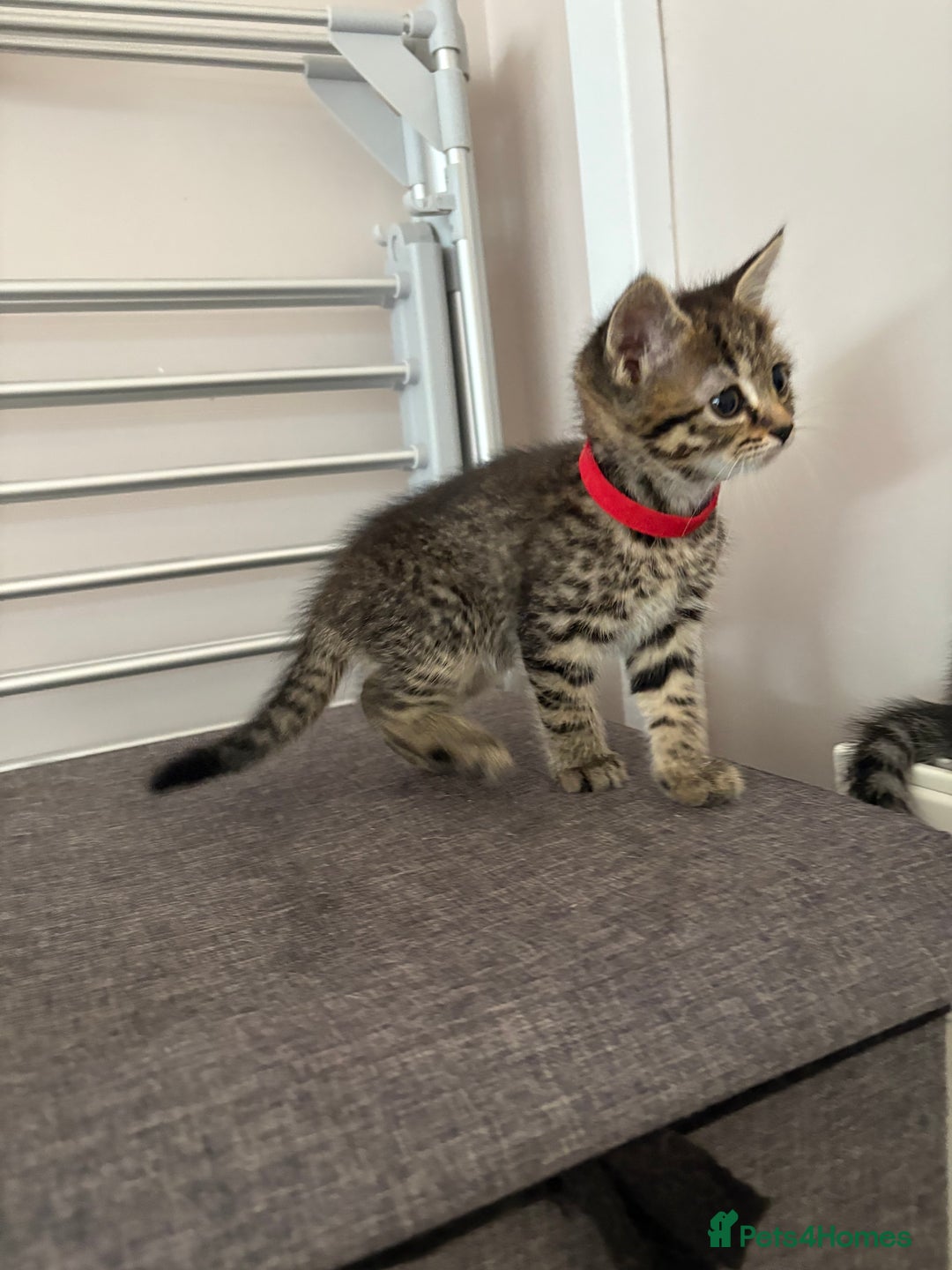 Mixed Breed cats for sale: Silver & brown British shorthair / bengal kittens  - Image 19