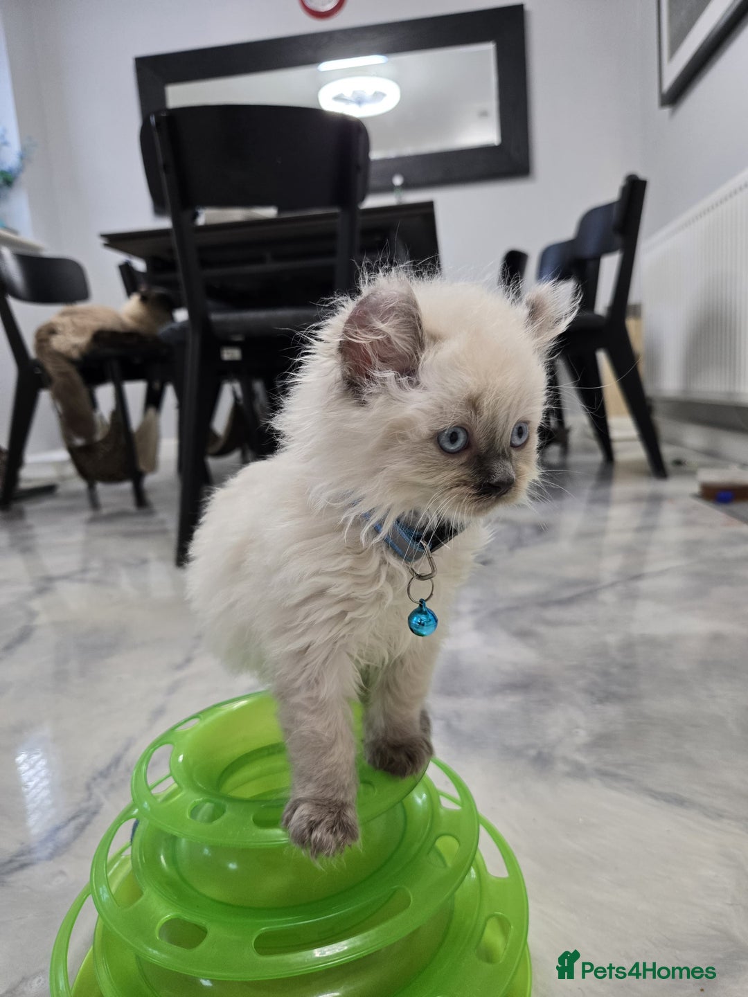 American Curl cats for sale: RARE, Unique, Affectionate American Curl Kittens!  - Advert 20