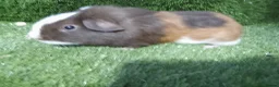 Guinea Pig rodents for sale: Male guinea pig Boys  - Advert 3