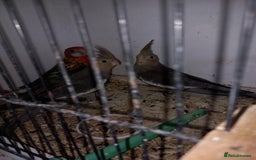 Cockatiels birds for sale: Golden Manyel Rossela  - Image 3