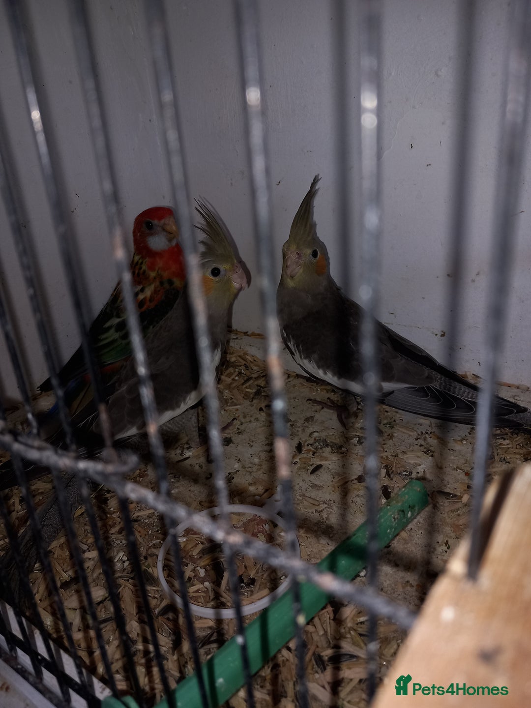 Cockatiels birds for sale: Golden Manyel Rossela  - Image 3