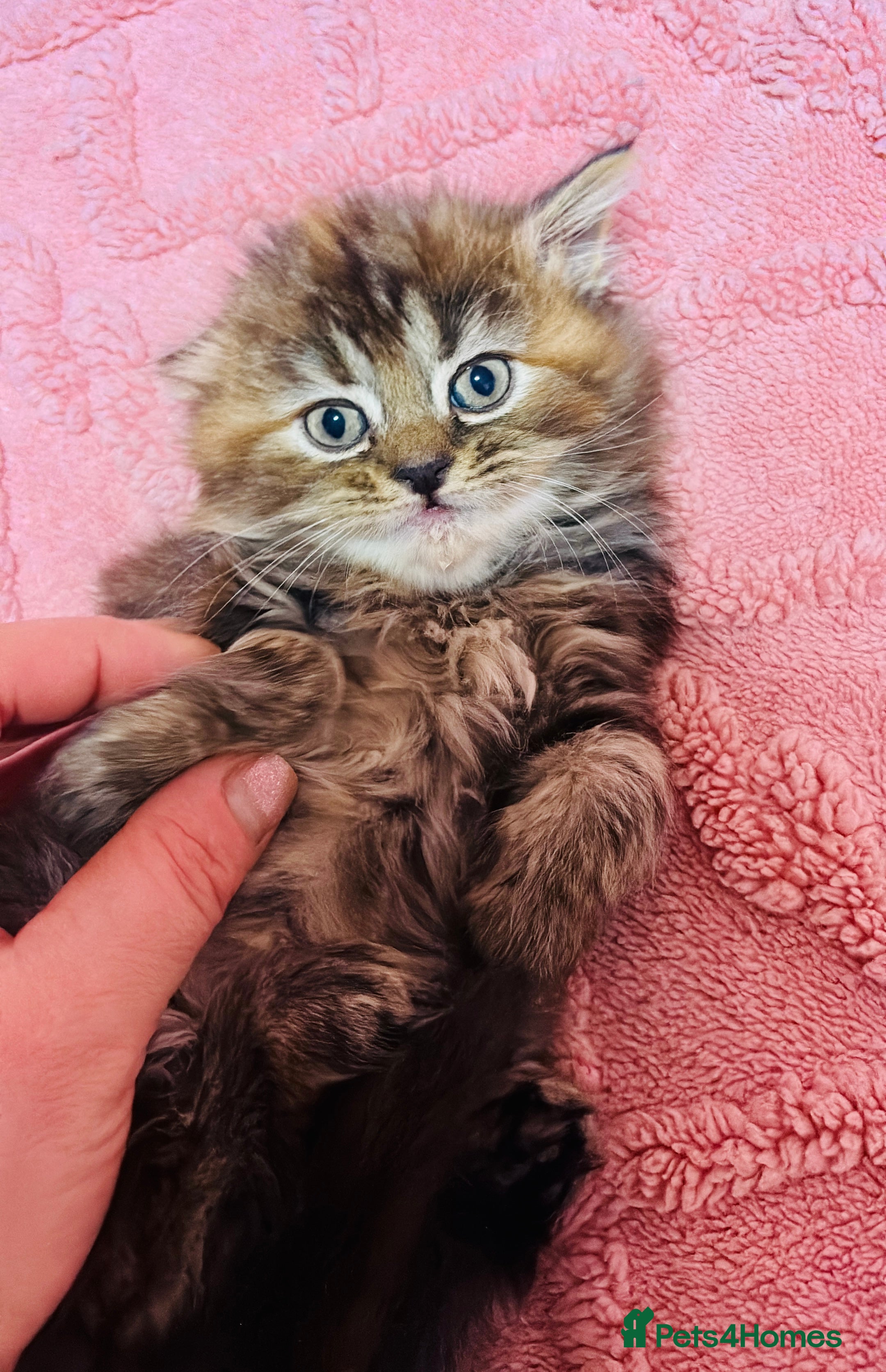 Scottish Fold cats Scottish fold long hair - Advert 13