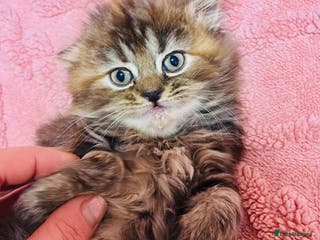 Scottish Fold cats Scottish fold long hair - Advert 13