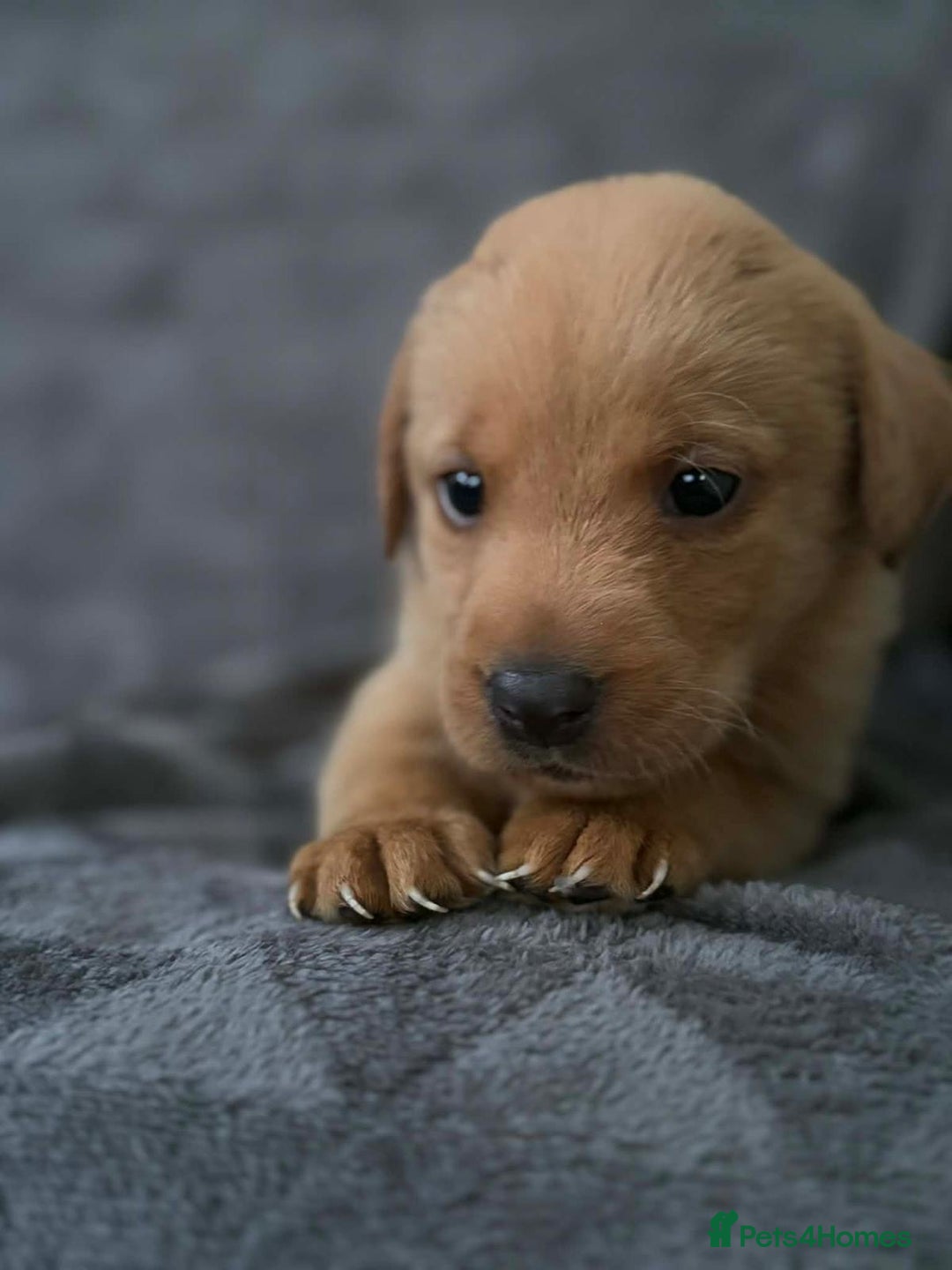 Labrador Retriever dogs for sale: 🏡 Labrador puppies 🐶 - Advert 9