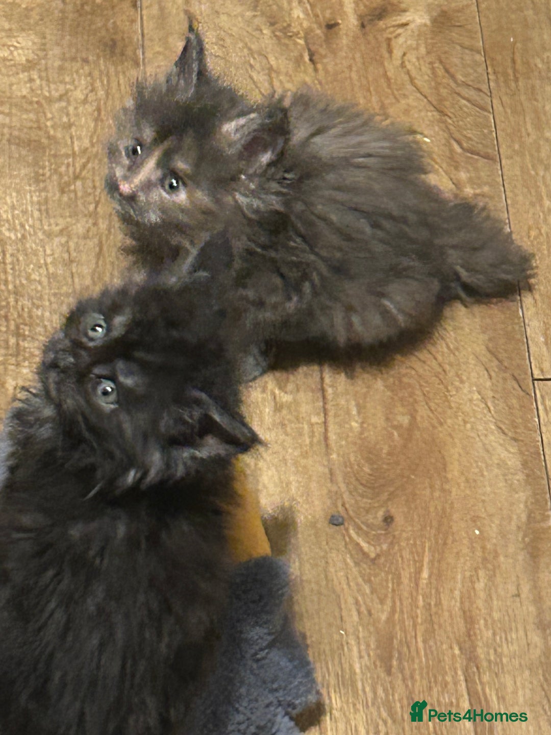 Maine Coon cats for sale: 8 beautiful mainecoon kittens for sale - Advert 25