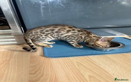 Bengal cats for sale: Beautiful Male TICA registered Bengal Kitten - Image 14