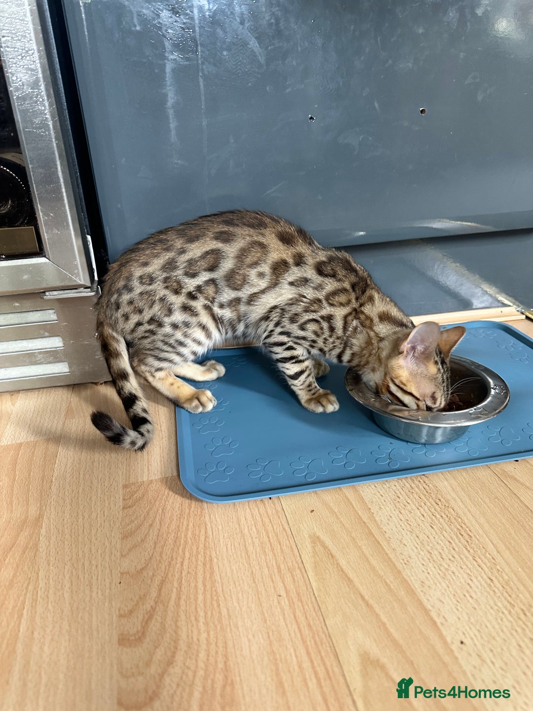 Bengal cats for sale: Beautiful Male TICA registered Bengal Kitten - Image 14