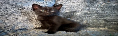 Black male