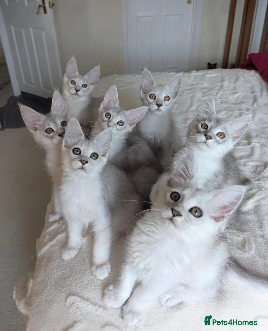 Maine Coon cats for sale: Maine Coon Kittens  - Advert 27