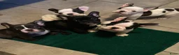 French Bulldog dogs for stud: French Bulldog Stud Bernie Brown - Advert 6