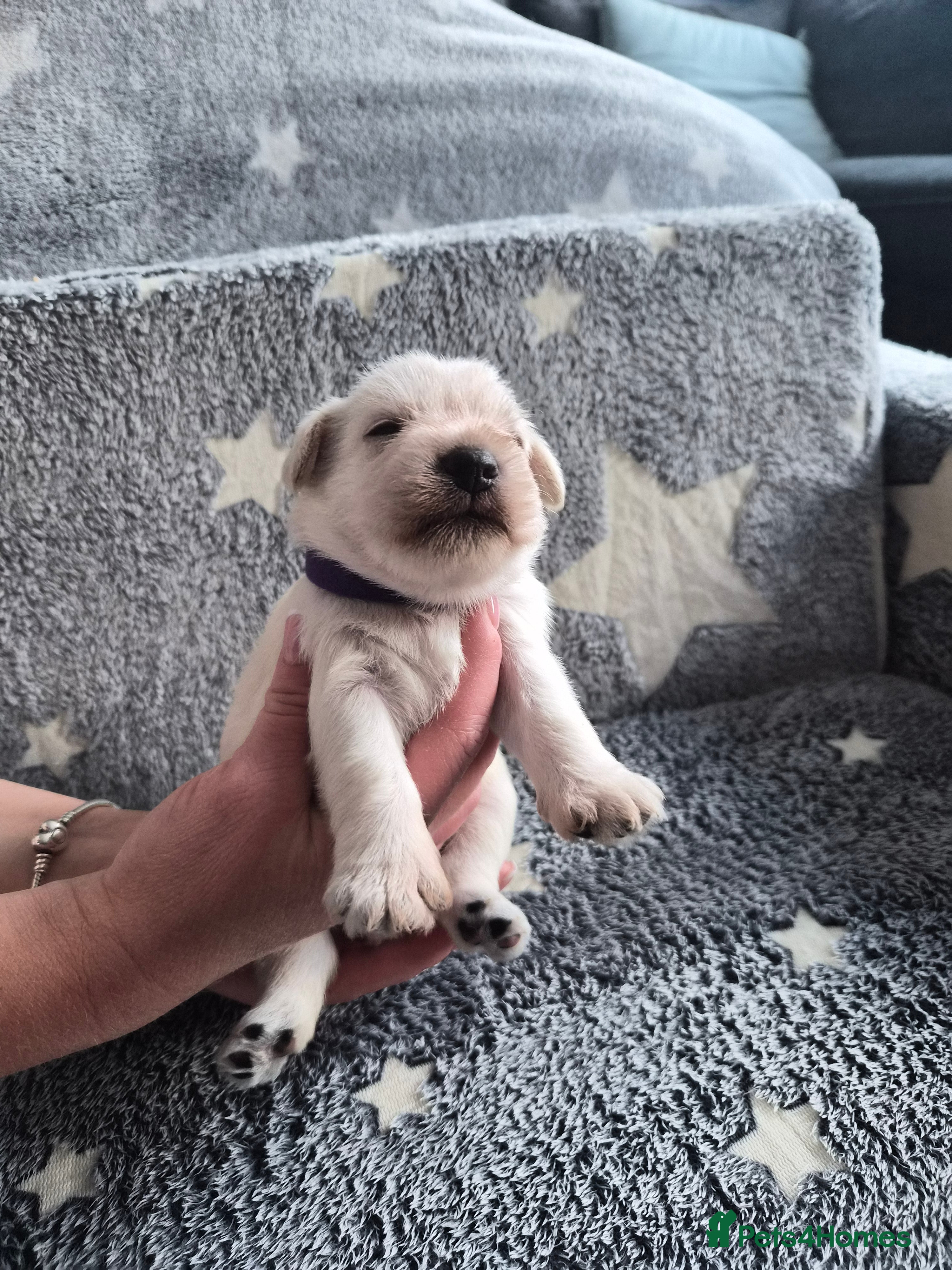 Miniature Schnauzer dogs for sale: 🐾 COCO'S BEAUTIFUL THIRD & FINAL LITTER 🐾 - Advert 9