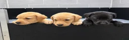 Labrador Retriever dogs for sale: Health tested Working Labrador Puppies in Welshpool - Advert 2