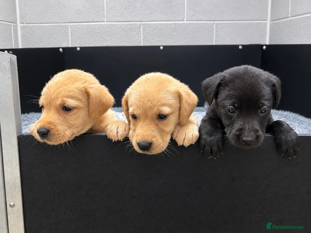 Labrador Retriever dogs for sale: Health tested Working Labrador Puppies in Welshpool - Advert 2