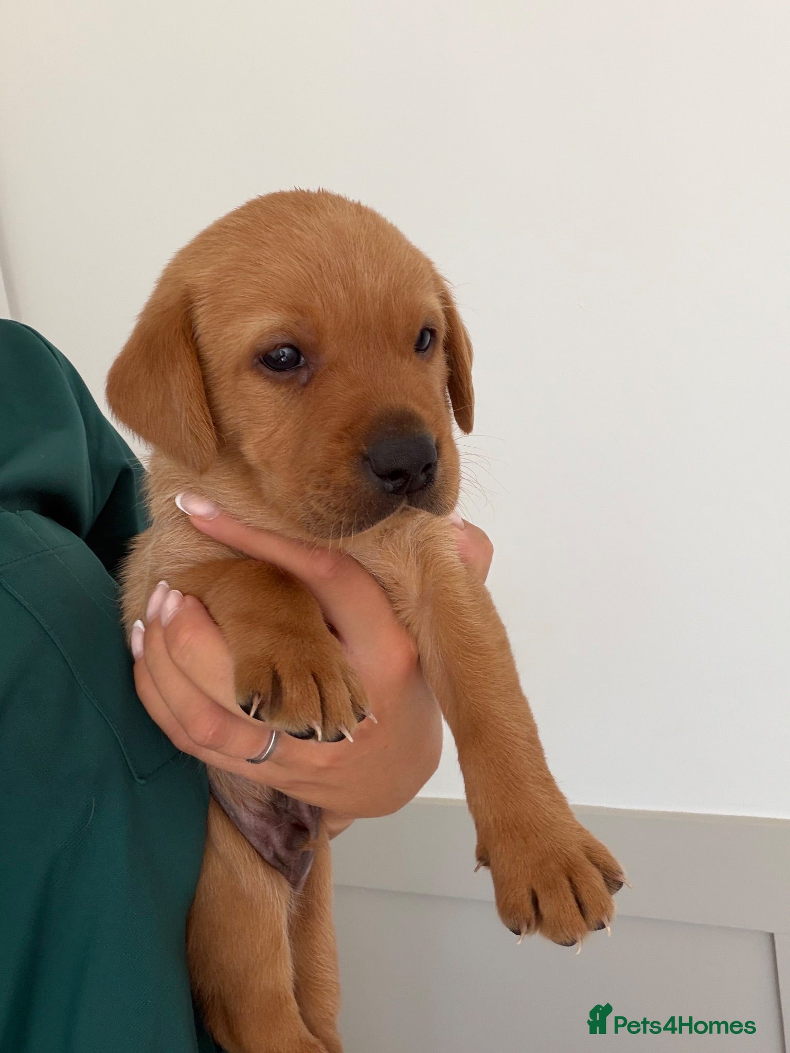 Labrador Retriever dogs KC Registered Fox Red Labrador Puppies - Advert 1