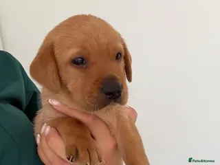 Labrador Retriever dogs KC Registered Fox Red Labrador Puppies - Advert 1
