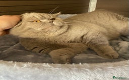 British Shorthair cats for sale:  Lilac British Shorthair Unneutered Male - Image 7