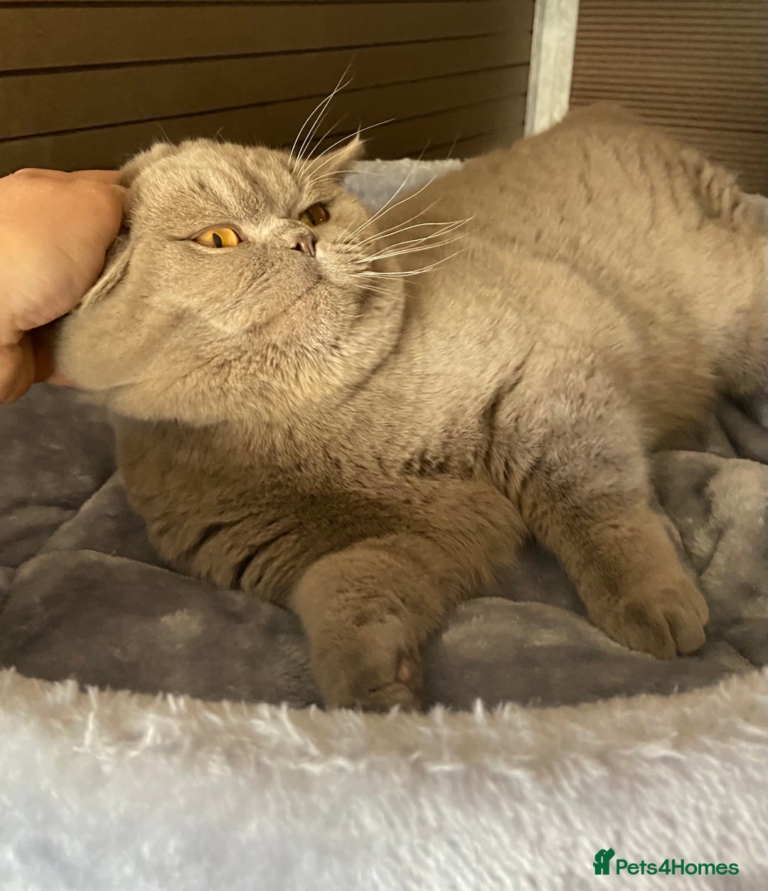 British Shorthair cats for sale:  Lilac British Shorthair Unneutered Male - Image 7