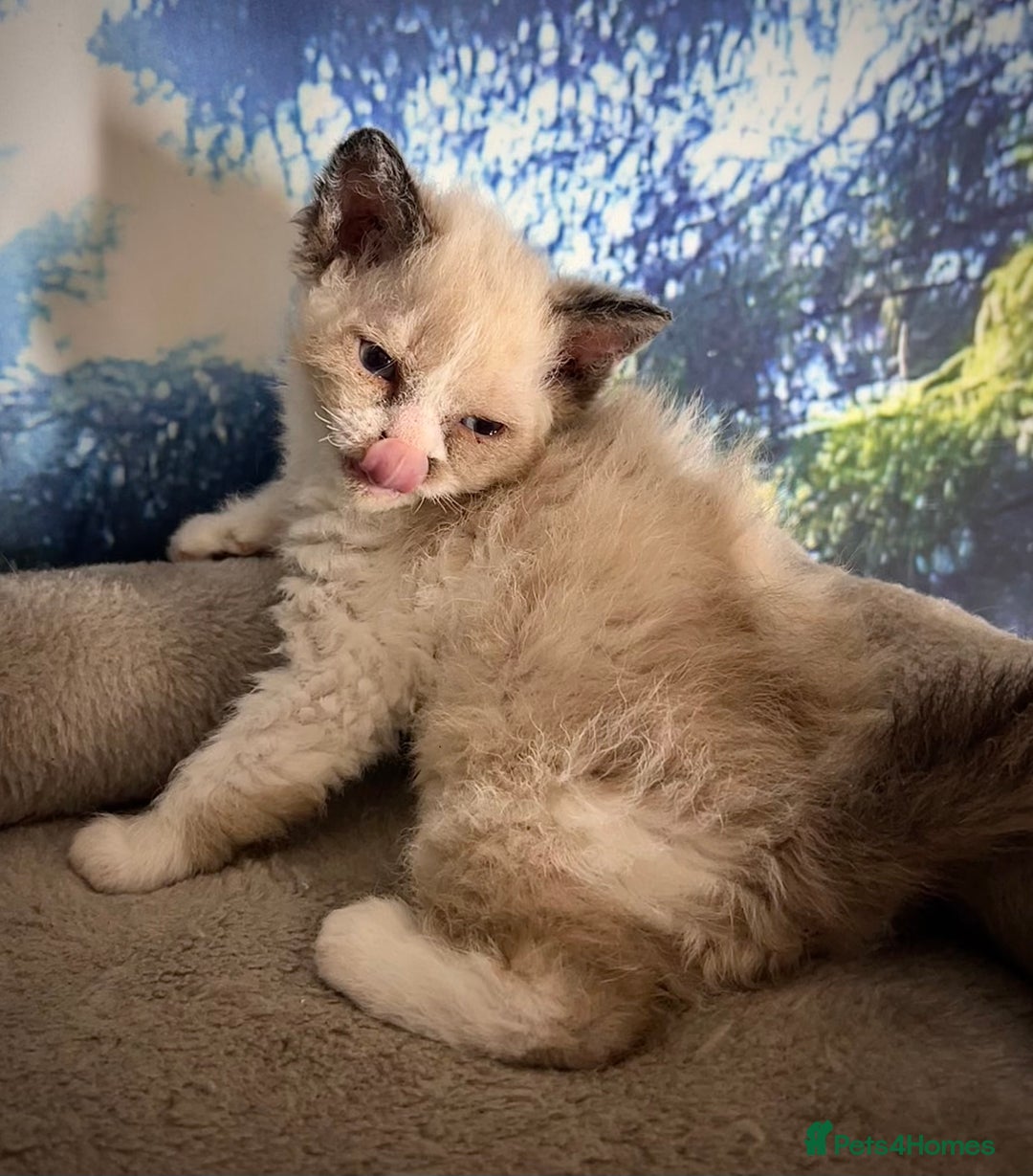 Selkirk Rex cats for sale: Gorgeous Selkirk Rex kittens - Image 9