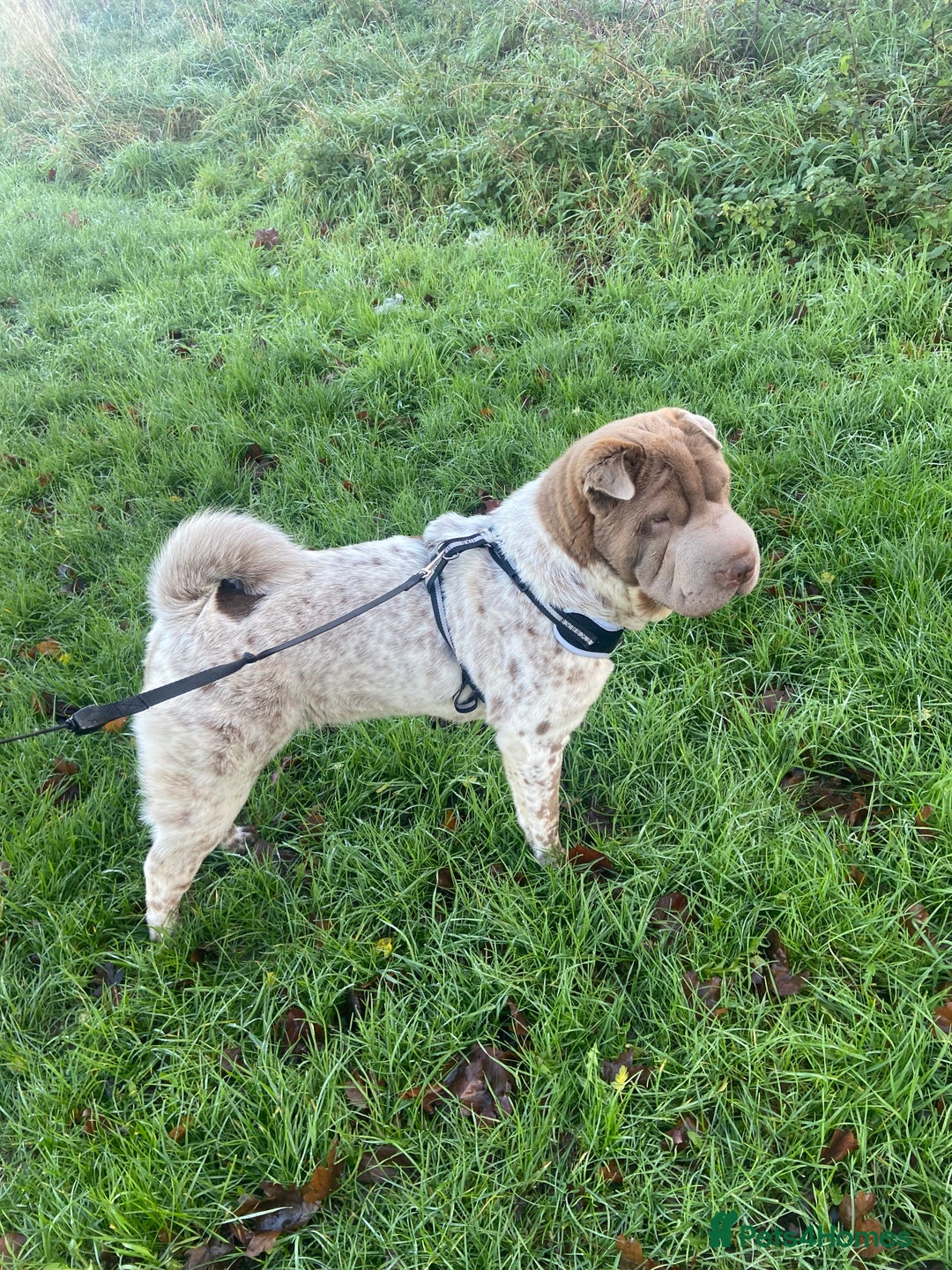 Shar Pei dogs for sale: Shar pei for sale  - Advert 1