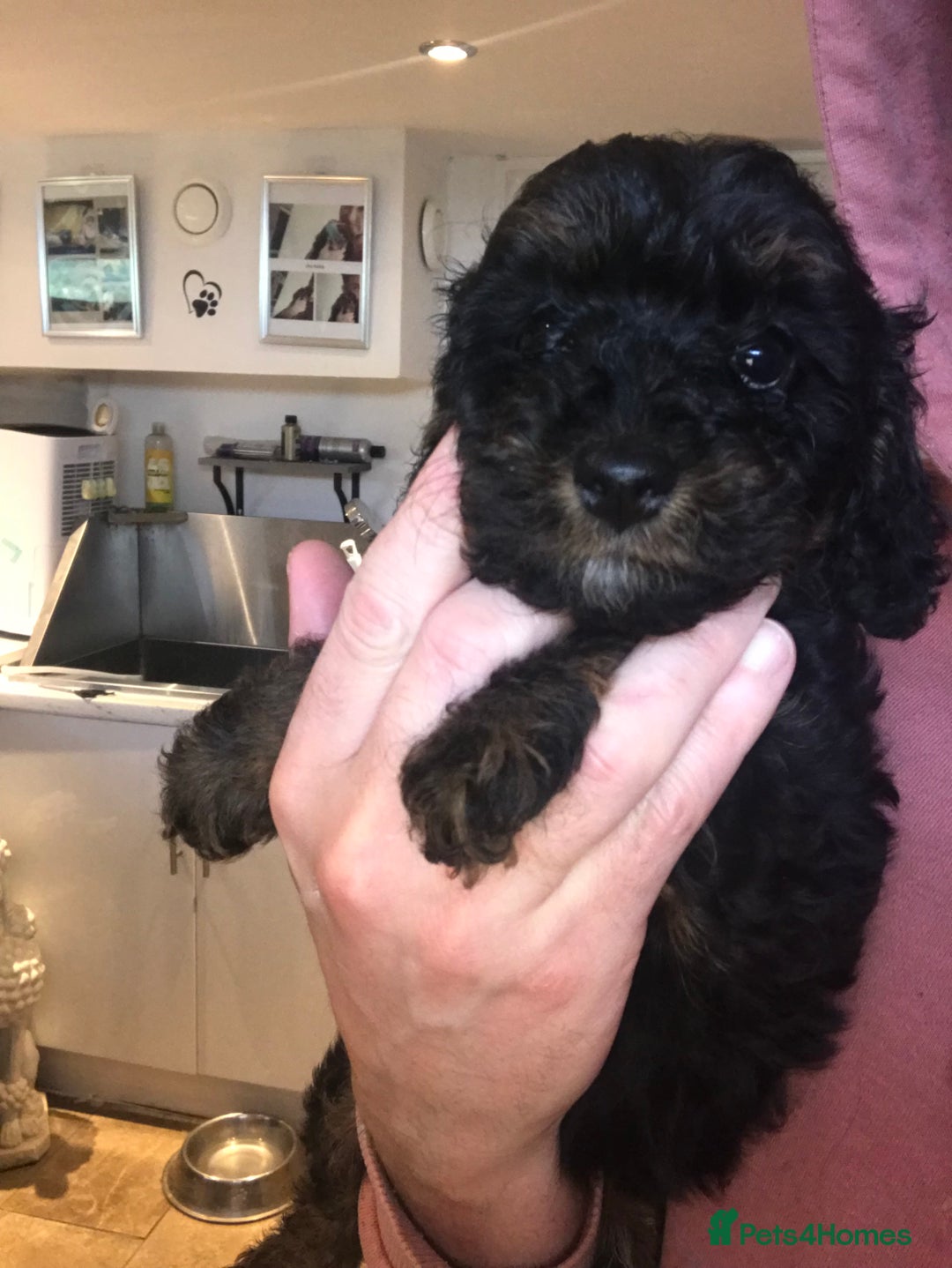 Toy Poodle dogs for sale: Toy poodle WAITING LIST - Advert 12