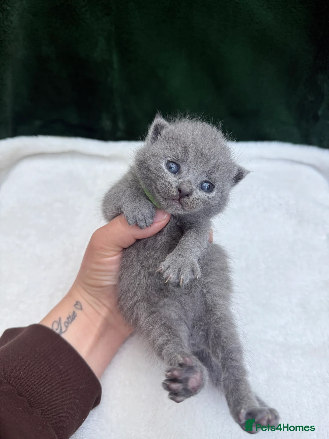 British Shorthair cats for sale: Beautiful British Short hair kittens  - Advert 2