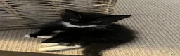 Mixed Breed cats for sale: LAST Kitten READY TO LEAVE - Advert 6