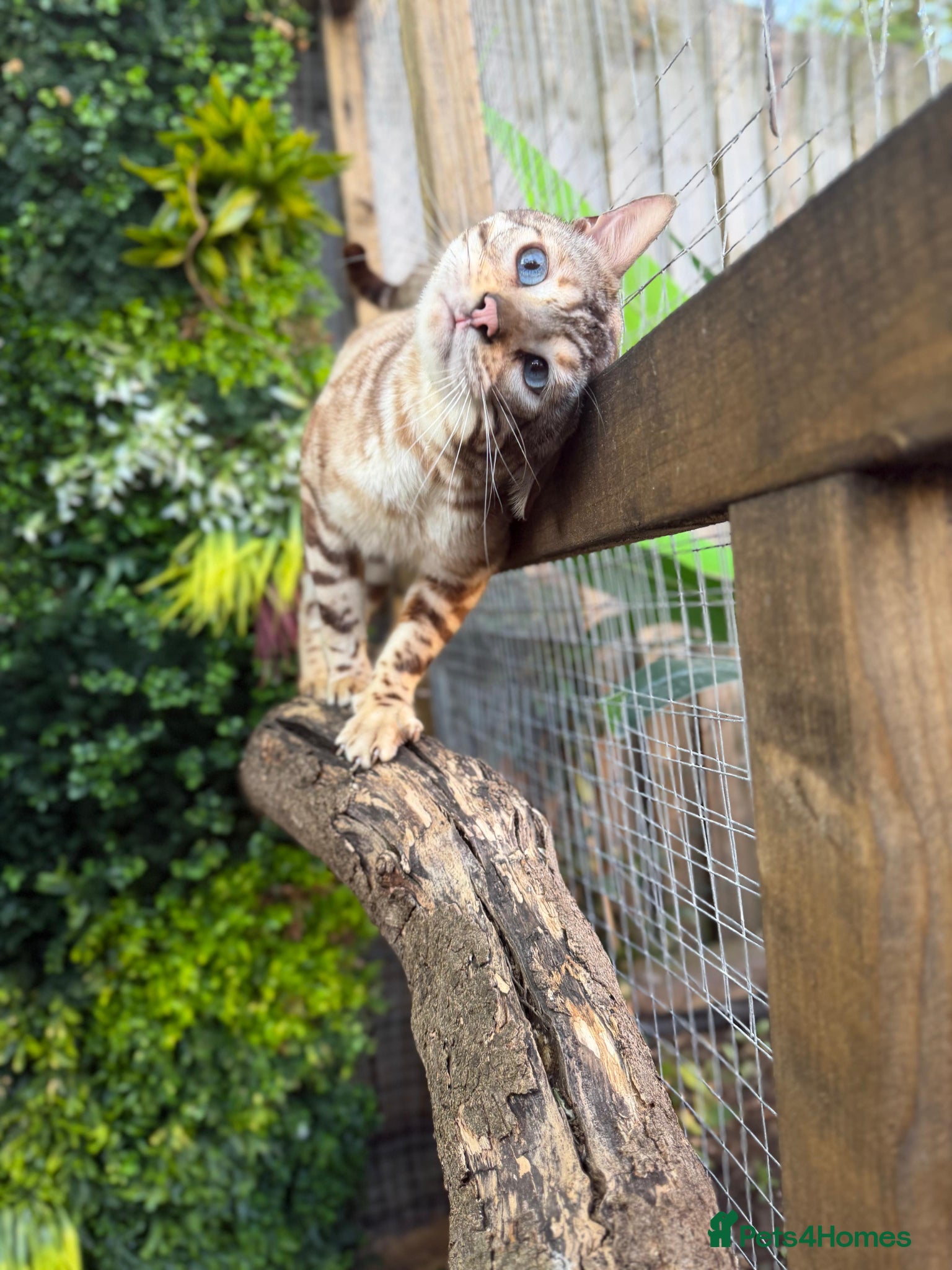 Bengal cats GCCF & TICA Registered Snow Bengal for Stud - Advert 2