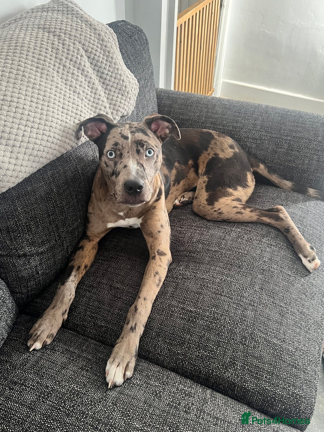 Mixed Breed dogs for sale: Mixed Breed merl Girl - Advert 10